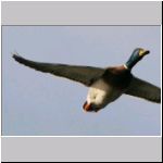 Anas platyrhynchos - Stockente 04.jpg